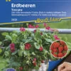 Erdbeere Toscana (Pillensaat) | Erdbeersamen Von Kiepenkerl -Samen Zauber 3532 Erdbeere Toscana Pillensaat