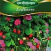 Erdbeere Toscana | Erdbeersamen Von Quedlinburger -Samen Zauber 531937 Erdbeere Toscana von Quedlinburger Saatgut