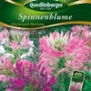 Spinnenblume Wasserspiel Mischung | Spinnenblumensamen Von Quedlinburger -Samen Zauber 532181 Spinnenblume Wasserspiel Mischung von Quedl