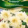 Studentenblumen Schneeball | Studentenblumensamen Von Quedlinburger 2 Studentenblumen Schneeball | Studentenblumensamen Von Quedlinburger -Samen Zauber 532194 Studentenblumen Schneeball von Quedlinburge