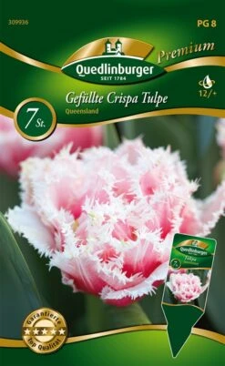 Tulpe Queensland (7 Stück) | Tulpenzwiebeln Von Quedlinburger