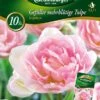 Gefüllte Mehrblütige Tulpe Angelique (10 Stück) | Mehrblütige Tulpen Von Quedlinburger 1 Gefüllte Mehrblütige Tulpe Angelique (10 Stück) | Mehrblütige Tulpen Von Quedlinburger -Samen Zauber 533120 Gefuellte mehrbluetige Tulpe Angelique 10 Stueck 309964 qb 0
