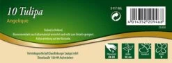 Gefüllte Mehrblütige Tulpe Angelique (10 Stück) | Mehrblütige Tulpen Von Quedlinburger -Samen Zauber 533120 Gefuellte mehrbluetige Tulpe Angelique 10 Stueck 309964 qb 1