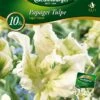 Papagei Tulpe Super Parrot (10 Stück) | Papagei-Tulpen Von Quedlinburger 2 Papagei Tulpe Super Parrot (10 Stück) | Papagei-Tulpen Von Quedlinburger -Samen Zauber 533121 Papagei Tulpe Super Parrot 10 Stueck 309966 qb 0