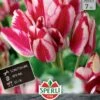 Tulpe Flaming Club (7 Stück) | Mehrblütige Tulpen Von Sperli -Samen Zauber 533194 Tulpe Flaming Club 7 Stueck 452020 0