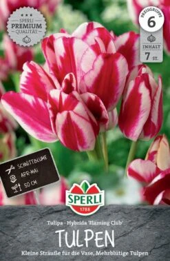 Tulpe Flaming Club (7 Stück) | Mehrblütige Tulpen Von Sperli
