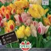 Tulpe Candy Club Mix (7 Stück) | Tulpenmischung Von Sperli 2 Tulpe Candy Club Mix (7 Stück) | Tulpenmischung Von Sperli -Samen Zauber 533195 Tulpe Candy Club Mix 7 Stueck 452082 0