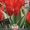 Wildtulpe Unicum (7 Stück) | Wildtulpe Von Sperli -Samen Zauber 533248 Wildtulpe Unicum 7 Stueck 456042 0