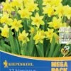 Mega-Pack Steingarten Narzisse Tête à Tête (17 Stück) | Narzissenzwiebeln Von Kiepenkerl -Samen Zauber 533504 Mega Pack Steingarten Narzisse T te a T te 17 Stueck 509009 0