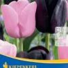 Einfache Späte Tulpe Candy Friends (8 Stück) | Tulpenzwiebeln Von Kiepenkerl