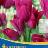 Mehrblütige Tulpe Night Club (7 Stück) | Tulpenzwiebeln Von Kiepenkerl 2 Mehrblütige Tulpe Night Club (7 Stück) | Tulpenzwiebeln Von Kiepenkerl -Samen Zauber 533519 Mehrbluetige Tulpe Night Club 7 Stueck 501270 0