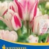 Mehrblütige Tulpe Candy Club (7 Stück) | Tulpenzwiebeln Von Kiepenkerl -Samen Zauber 533521 Mehrbluetige Tulpe Candy Club 7 Stueck 501362 0