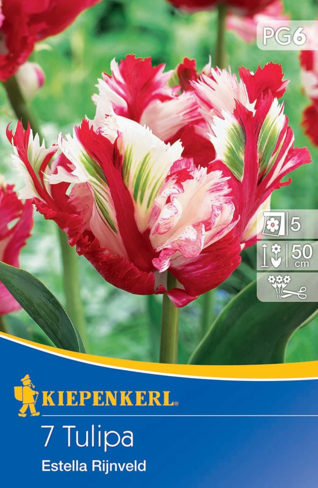 Papagei Tulpe Estella Rijnveld (7 Stück) | Tulpenzwiebeln Von Kiepenkerl 4 Papagei Tulpe Estella Rijnveld (7 Stück) | Tulpenzwiebeln Von Kiepenkerl – Bild 2