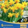 Mega-Pack Narzisse Jetfire (21 Stück) | Narzissenzwiebeln Von Kiepenkerl -Samen Zauber 533576 Mega Pack Narzisse Jetfire 21 Stueck 505872 0