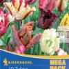 Mega-Pack Papagei Tulpe Papageien Mischung (12 Stück) | Tulpenzwiebeln Von Kiepenkerl 2 Mega-Pack Papagei Tulpe Papageien Mischung (12 Stück) | Tulpenzwiebeln Von Kiepenkerl -Samen Zauber 533587 Mega Pack Papagei Tulpe Papageien Mischung 12 Stueck 598751 0