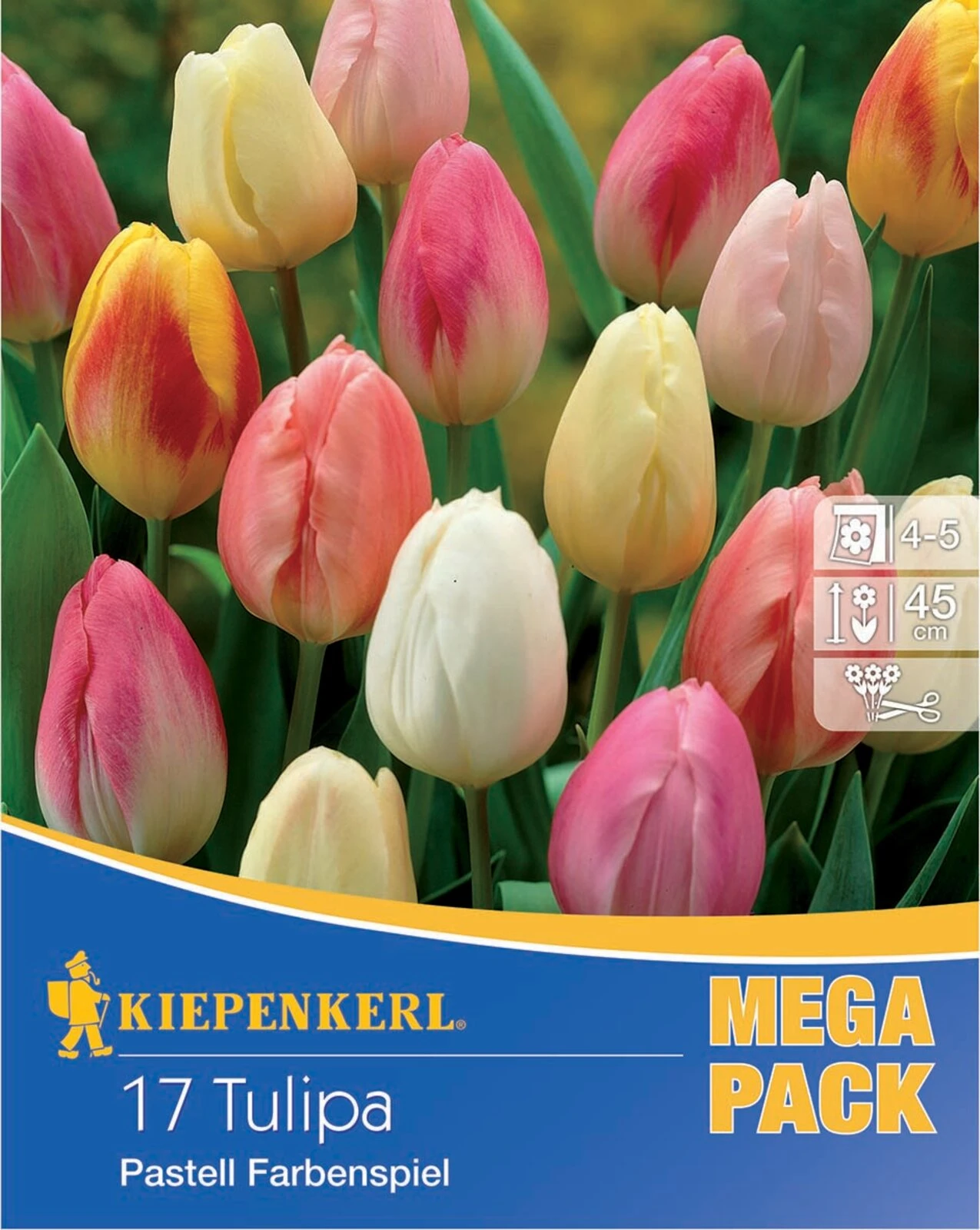 Mega-Pack Triumph-Tulpe Pastell Farbenspiel (17 Stück) | Tulpenzwiebeln Von Kiepenkerl 3 Mega-Pack Triumph-Tulpe Pastell Farbenspiel (17 Stück) | Tulpenzwiebeln Von Kiepenkerl