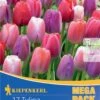 Mega-Pack Darwin-Hybrid-Tulpe Big Pride Mischung (17 Stück) | Tulpenzwiebeln Von Kiepenkerl -Samen Zauber 533649 Mega Pack Darwin Hybrid Tulpe Big Pride Mischung 17 Stueck 508552 0