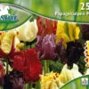 Papageien Tulpe Mischung (25 Stück) | Tulpenzwiebeln Von Pegasus 1 Papageien Tulpe Mischung (25 Stück) | Tulpenzwiebeln Von Pegasus -Samen Zauber 533652 Papageien Tulpe Mischung 25 Stueck 595323 0