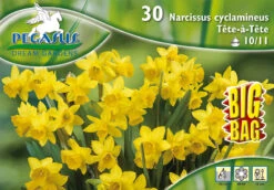 Narzisse Tete á Tete (30 Stück) | Narzissenzwiebeln Von Pegasus 5 Narzisse Tete á Tete (30 Stück) | Narzissenzwiebeln Von Pegasus -Samen Zauber 533654 Narzisse Tete a Tete 30 Stueck 595309 0