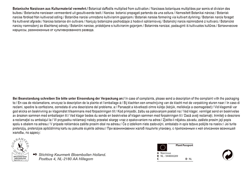 Narzisse Tete á Tete (30 Stück) | Narzissenzwiebeln Von Pegasus 3 Narzisse Tete á Tete (30 Stück) | Narzissenzwiebeln Von Pegasus