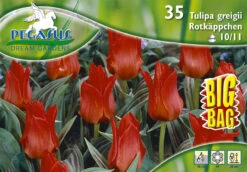 Tulpe Rotkäppchen Big Bag (35 Stück) | Tulpenzwiebeln Von Pegasus -Samen Zauber 533655 Tulpe Rotkaeppchen Big Bag 35 Stueck 595934 0