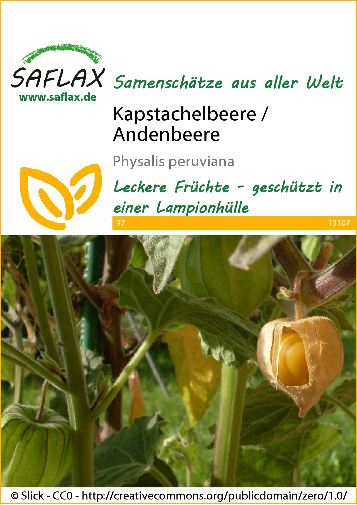 Kapstachelbeere / Andenbeere | Andenbeerensamen Von Saflax 4 Kapstachelbeere / Andenbeere | Andenbeerensamen Von Saflax – Bild 2