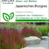 Japanisches Blutgras | Gräsersamen Von Saflax -Samen Zauber 535598 Japanisches Blutgras 13307 sa 0