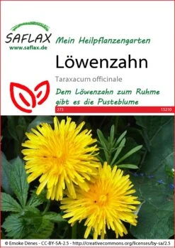 Löwenzahn | Löwenzahnsamen Von Saflax
