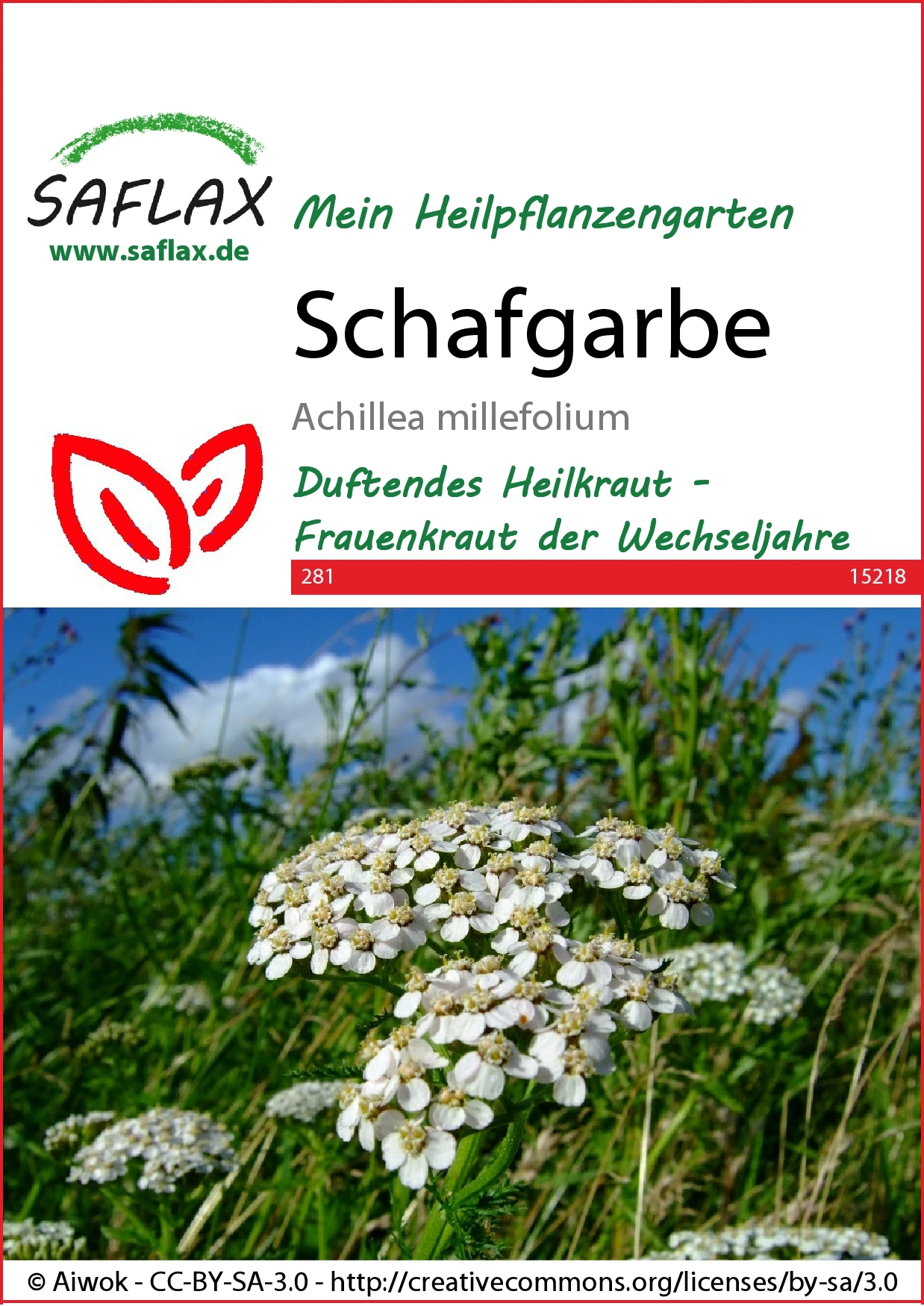 Schafgarbe | Blumensamen Von Saflax 4 Schafgarbe | Blumensamen Von Saflax – Bild 2