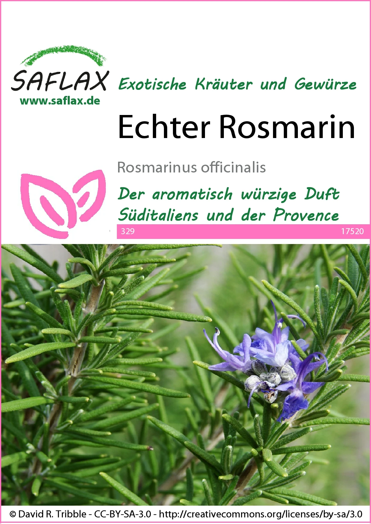Echter Rosmarin | Rosmarinsamen Von Saflax 3 Echter Rosmarin | Rosmarinsamen Von Saflax