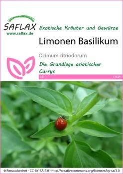 Limonen Basilikum | Basilikumsamen Von Saflax