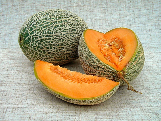 Zuckermelone Hale's Best Jumbo | BIO Zuckermelonensamen Von Reinsaat 3 Zuckermelone Hale's Best Jumbo | BIO Zuckermelonensamen Von Reinsaat