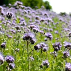 Phacelia | BIO Phaceliasamen Von Reinsaat