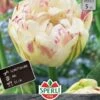 Tulpe Danceline (5 Stück) | Tulpenzwiebeln Von Sperli -Samen Zauber 537954 Tulpe Danceline 5 Stueck 453249 0