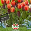 Tulpe Halloween (14 Stück) | Triumph-Tulpen Von Sperli 1 Tulpe Halloween (14 Stück) | Triumph-Tulpen Von Sperli -Samen Zauber 538013 Tulpe Halloween 14 Stueck 464177 0