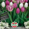 Tulpenmischung Violet Charme (18 Stück) | Tulpenmischung Von Sperli -Samen Zauber 538015 Tulpenmischung Violet Charme 18 Stueck 464535 0
