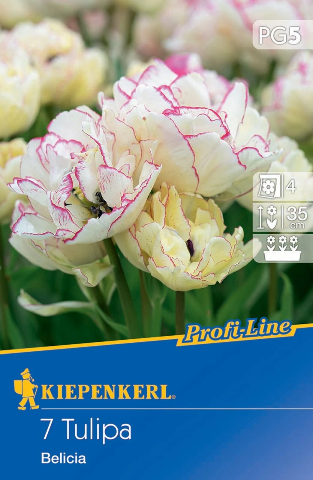 Mehrblütige Tulpe Belicia (7 Stück) | Tulpenzwiebeln Von Kiepenkerl 4 Mehrblütige Tulpe Belicia (7 Stück) | Tulpenzwiebeln Von Kiepenkerl – Bild 2