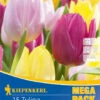Mega-Pack Einfache Frühe Tulpe Princen Mischung (15 Stück) | Tulpenzwiebeln Von Kiepenkerl 2 Mega-Pack Einfache Frühe Tulpe Princen Mischung (15 Stück) | Tulpenzwiebeln Von Kiepenkerl -Samen Zauber 538135 Mega Pack Einfache fruehe Tulpe Princen Mischung 15 Stueck 508101 0