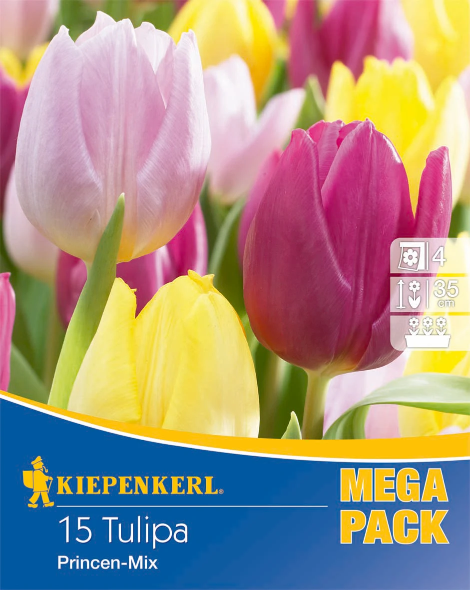 Mega-Pack Einfache Frühe Tulpe Princen Mischung (15 Stück) | Tulpenzwiebeln Von Kiepenkerl 3 Mega-Pack Einfache Frühe Tulpe Princen Mischung (15 Stück) | Tulpenzwiebeln Von Kiepenkerl