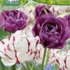 Tulpe Carnaval De Nice &amp; Blue Diamond (10 Stück) | Tulpenzwiebeln Von Pegasus -Samen Zauber 538226 Tulpe Carnaval de Nice und Blue Diamond 10 Stueck 599079 0