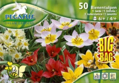 Bienentulpe Mix Mega-Pack (50 Stück) | Tulpenzwiebeln Von Pegasus -Samen Zauber 538231 Bienentulpen Mix Mega Pack 50 Stueck 593831 0
