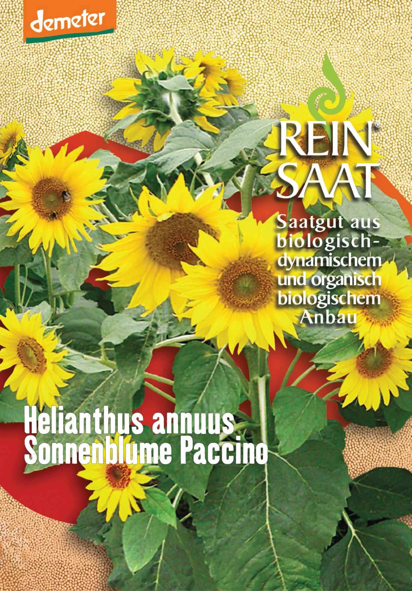Sonnenblume Paccino | BIO Sonnenblumensamen Von Reinsaat 3 Sonnenblume Paccino | BIO Sonnenblumensamen Von Reinsaat