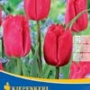 Gefranste Tulpe Makarska (7 Stück) | Tulpenzwiebeln Von Kiepenkerl -Samen Zauber 540694 Gefranste Tulpe Makarska 7 Stueck 501805 0