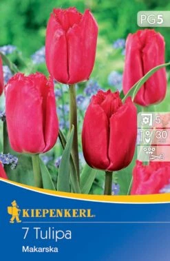 Gefranste Tulpe Makarska (7 Stück) | Tulpenzwiebeln Von Kiepenkerl