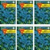 Vergissmeinnicht 10er Pack | Vergissmeinnichtsamen Von Frankonia Samen -Samen Zauber 540822 Vergissmeinnicht 10er Pack
