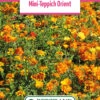 Blumenwiese Mini-Teppich Orient (100 G) | Blumensamen Von Bertrand -Samen Zauber 540952 Blumenwiese Mini Teppich Orient 100 g