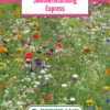 Blumenwiese Sommermischung Express (100 G) | Blumensamen Von Bertrand 1 Blumenwiese Sommermischung Express (100 G) | Blumensamen Von Bertrand -Samen Zauber 540956 Blumenwiese Sommermischung Express 100 g
