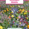 Blumenwiese Blumenteppich Mittelalter (100 G) | Blumensamen Von Bertrand -Samen Zauber 540965 Blumenwiese Blumenteppich Mittelalter 100 g