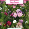 Blumenwiese Blumenteppich Magic Cosmos (100 G) | Blumensamen Von Bertrand -Samen Zauber 540978 Blumenwiese Blumenteppich Magic Cosmos 100 g