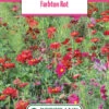 Blumenwiese Farbton Rot (100 G) | Blumensamen Von Bertrand -Samen Zauber 540983 Blumenwiese Farbton Rot 100 g